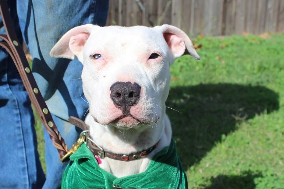 Cadela, animais, linguagem gestual, Cha Cha, adoção, adoção animais, centro de reabilitação