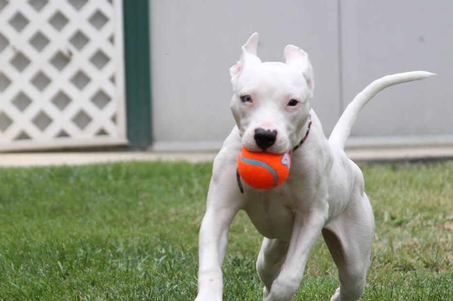 Cadela, animais, linguagem gestual, Cha Cha, adoção, adoção animais, centro de reabilitação