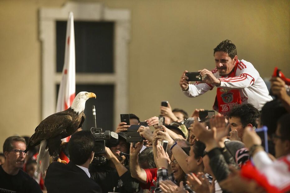 benfica, câmara, lisboa