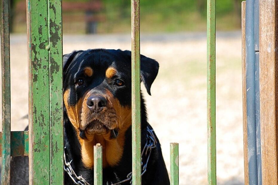 Rottweiler