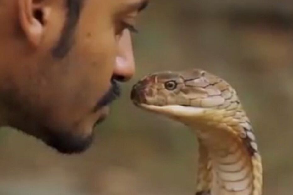 cobra, venenosa, mundo, perigo, Malásia, vídeo