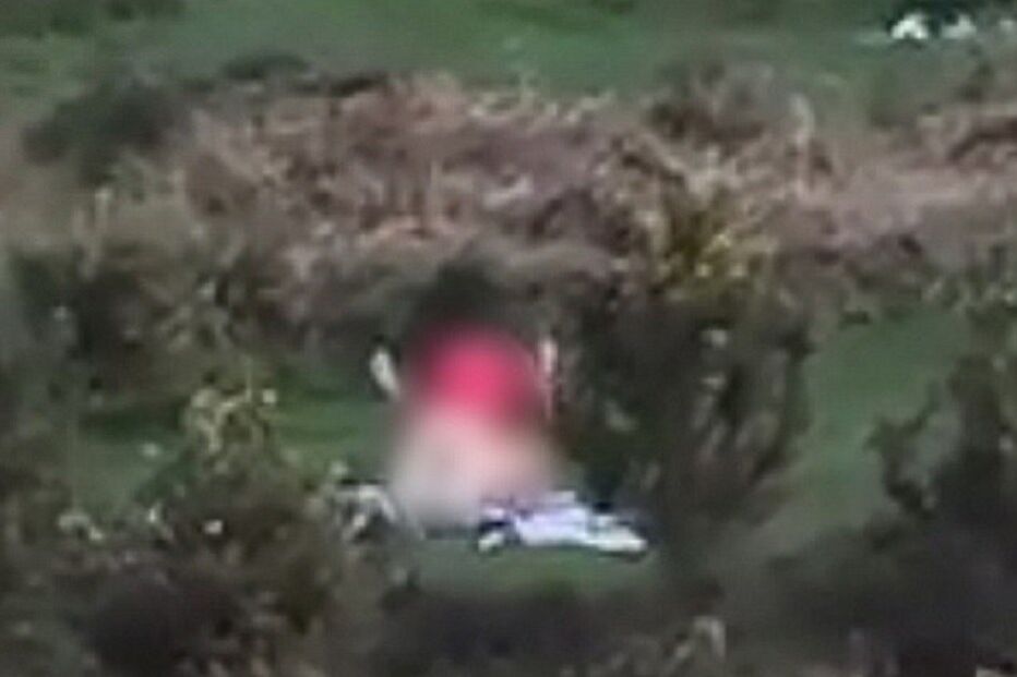 Sexo, relações sexuais, reserva natural, New Forest, Hampshire, Reino Unido, Inglaterra