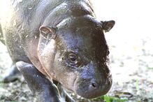 Hipopotamo, Zoo Santo Inácio, Animais