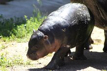 Hipopotamo, Zoo Santo Inácio, Animais