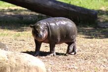 Hipopotamo, Zoo Santo Inácio, Animais