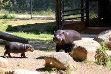 Hipopotamo, Zoo Santo Inácio, Animais