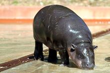 Hipopotamo, Zoo Santo Inácio, Animais