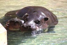 Hipopotamo, Zoo Santo Inácio, Animais