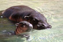 Hipopotamo, Zoo Santo Inácio, Animais