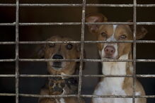 Parlamento, animais, abate de animais, parlamento