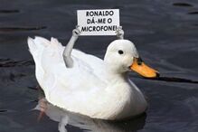 22-06-2016_12_39_11 pato.jpg