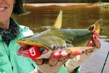 22-06-2016_15_05_13 peixe.jpg