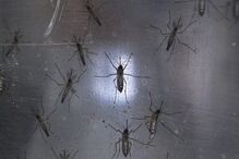 mosquitos, Arruda dos Vinhos, Câmara municipal, desinfestação