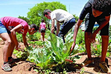 Horta biológica serve 	de terapia para jovens 