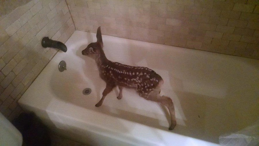 O pequeno veado foi encontrado numa banheira de uma residência