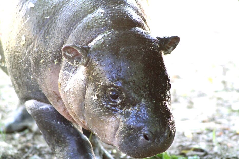 Hipopotamo, Zoo Santo Inácio, Animais