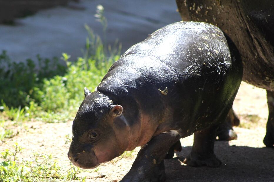Hipopotamo, Zoo Santo Inácio, Animais