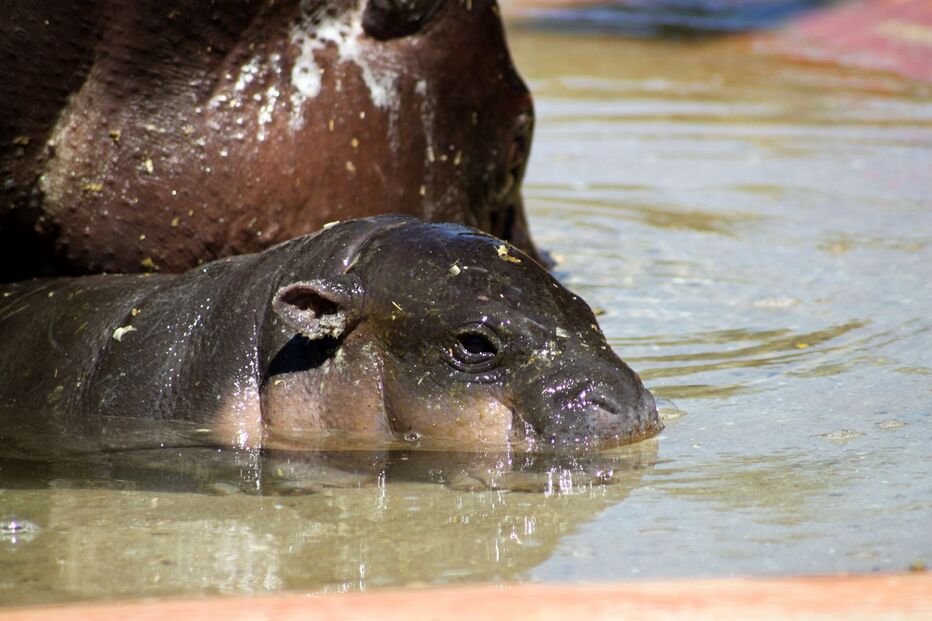Hipopotamo, Zoo Santo Inácio, Animais