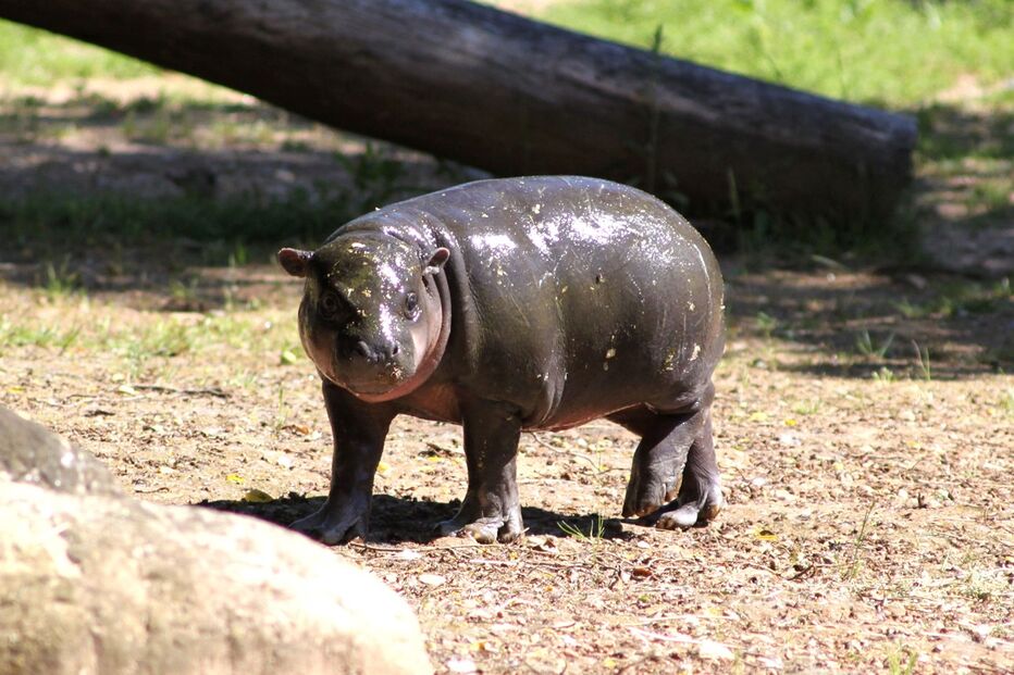 Hipopotamo, Zoo Santo Inácio, Animais