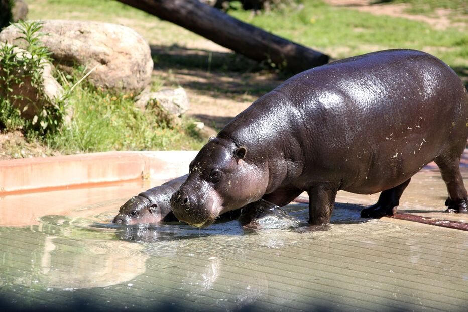 Hipopotamo, Zoo Santo Inácio, Animais