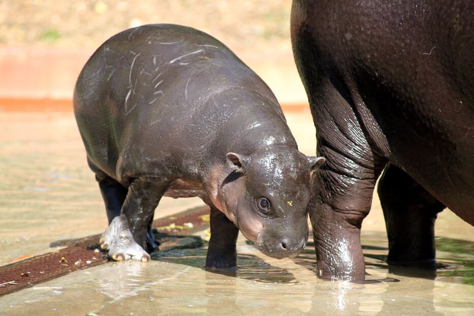 Hipopotamo, Zoo Santo Inácio, Animais