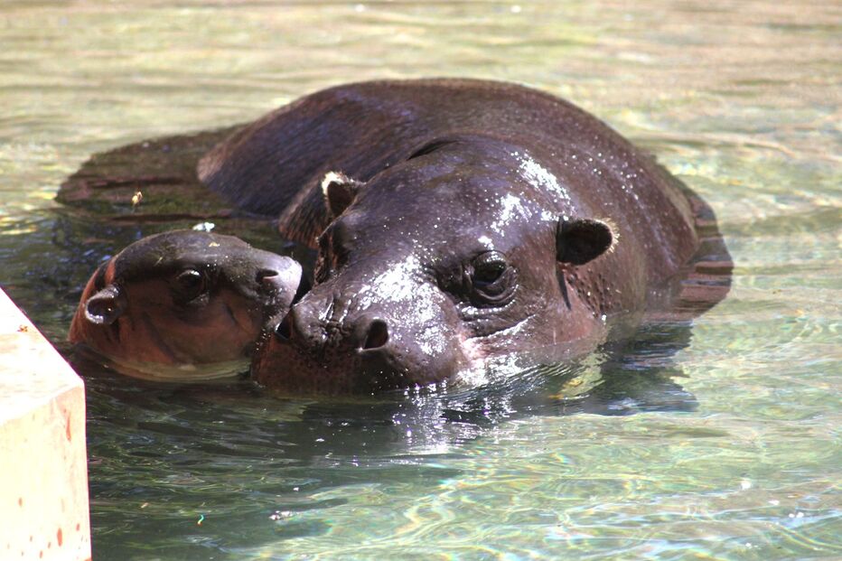 Hipopotamo, Zoo Santo Inácio, Animais