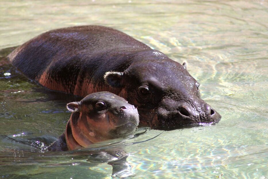 Hipopotamo, Zoo Santo Inácio, Animais