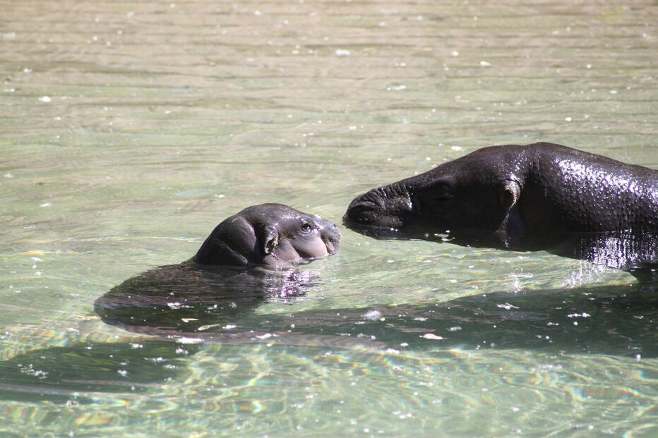 Hipopotamo, Zoo Santo Inácio, Animais