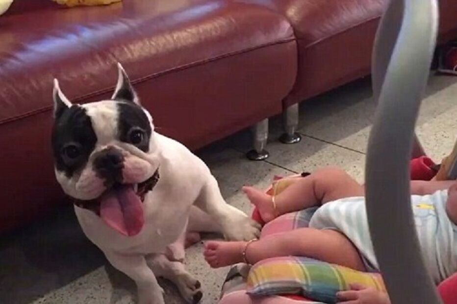 cão, bebé, buldogue francês, Tailândia, insólito