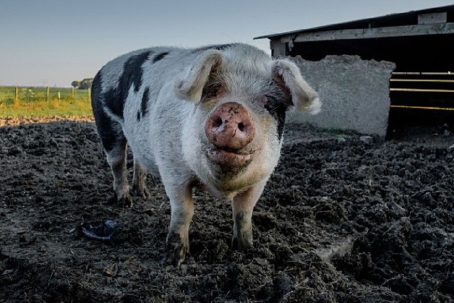 ciência, porcos, EUA, Estados Unidos, Universidade da Califórnia, Califórnia,células estaminais, ADN