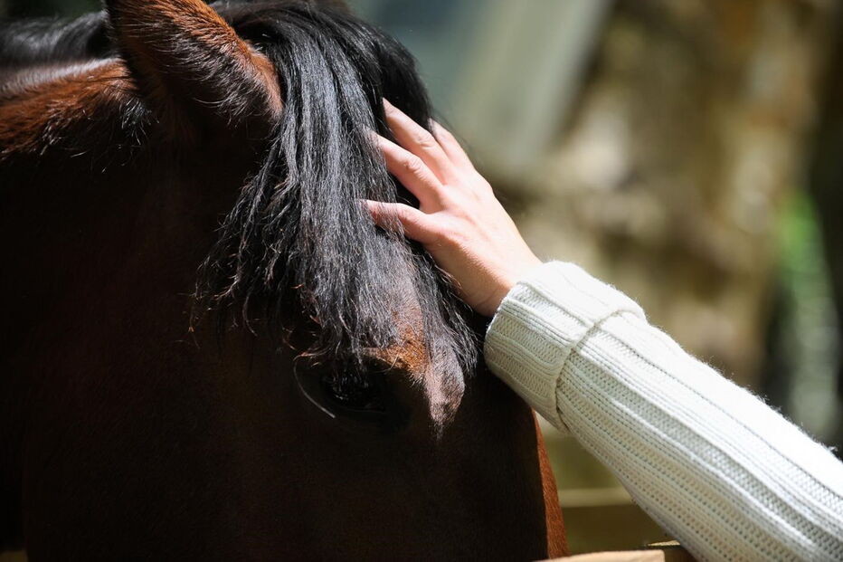 Cavalos, Animais, Espanha, Portugal, Elvas