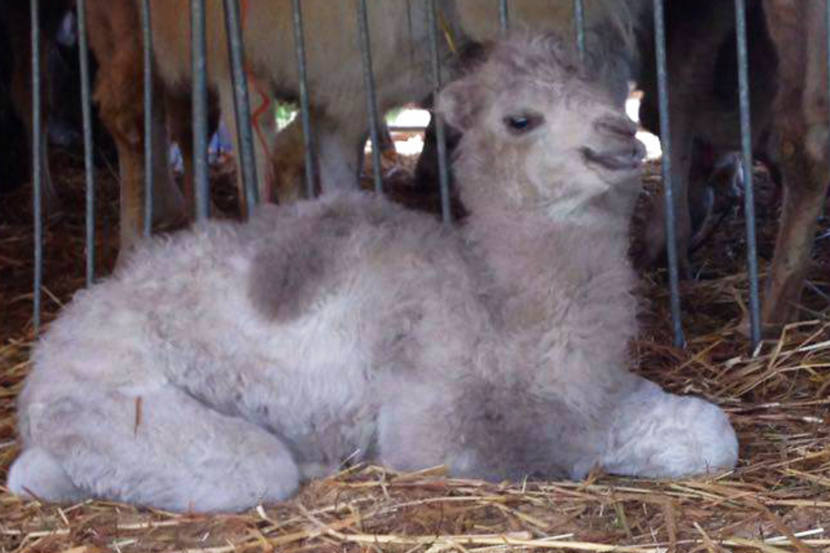 Animais, Camelo, Camelo branco, Cardinali, Circo