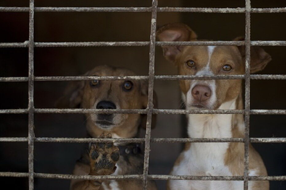Parlamento, animais, abate de animais, parlamento