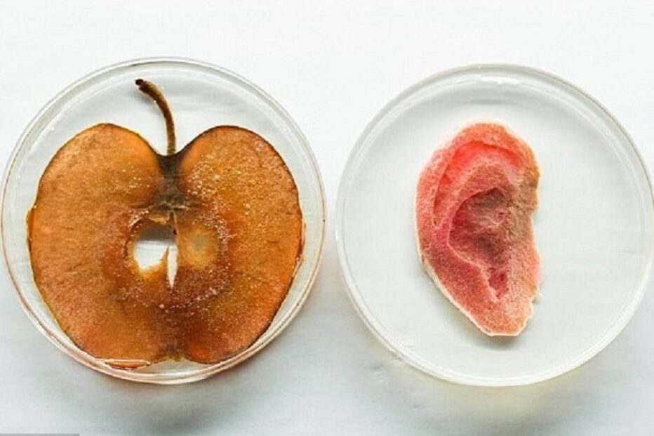 17-06-2016_10_45_46 orelha.jpg