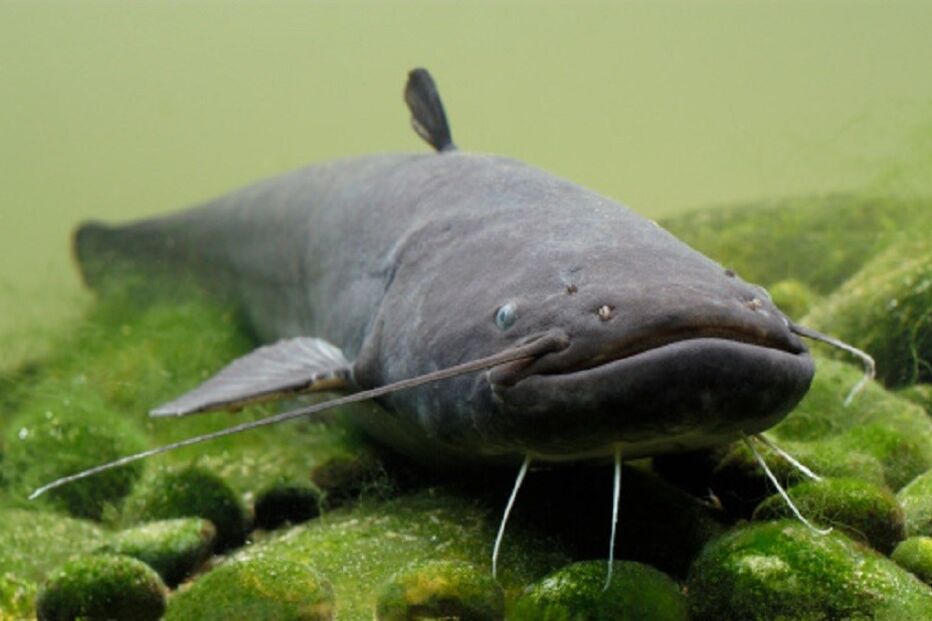 Caia, Elvas, água, ambiente, peixes, mortes