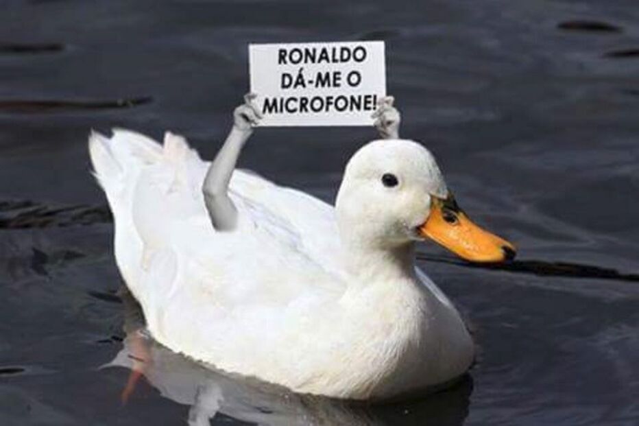 22-06-2016_12_39_11 pato.jpg