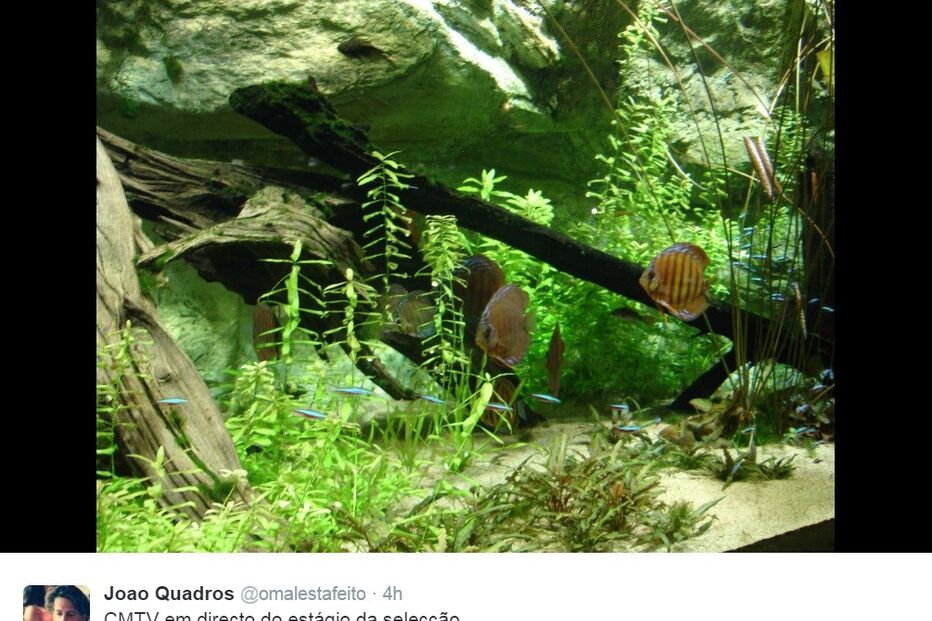 22-06-2016_15_04_54 quadros.jpg