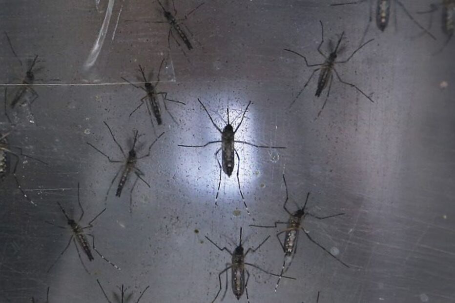 mosquitos, Arruda dos Vinhos, Câmara municipal, desinfestação