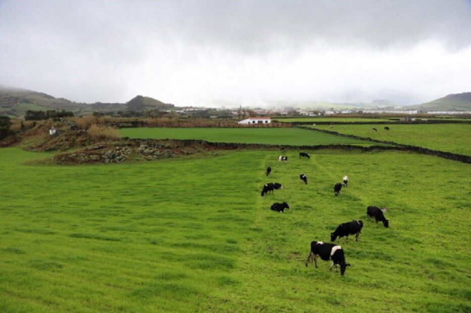 Vaca Irina, Açores, Associação Agrícola de São Miguel, Octávio Melo, Rabo de Peixe, política, economia, negócios e finanças, agricultura e pescas