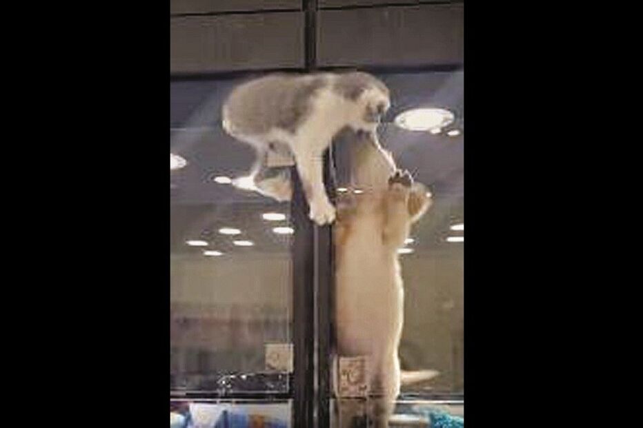 animais, cão, gato, loja, jaula