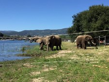 Quatro elefantes mergulham nas águas do Rio Lima