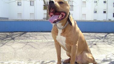 Homem perde orelha em ataque do próprio cão 'Pitbull'