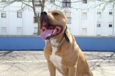Homem perde orelha em ataque do próprio cão 'Pitbull'