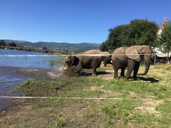 Quatro elefantes mergulham nas águas do Rio Lima