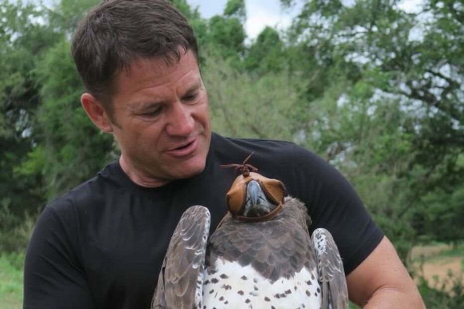 Parque Kruger, África do Sul, águia-marcial, caçada. itv