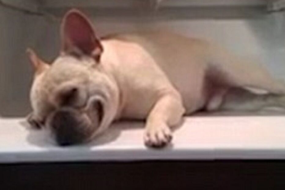 cachorro, cão, animal, Elvis, YouTube, buldogue francês, insólito