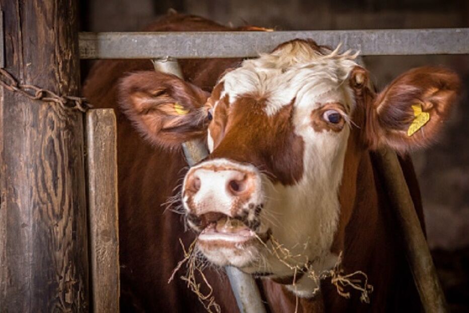 27-07-2016_10_30_50 vaca.jpg