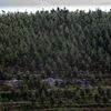 <![CDATA[ Floresta portuguesa arrisca perder verbas europeias devido a atrasos ]]>