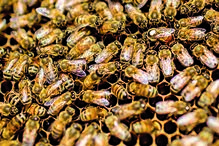 Oklahoma, abelhas, EUA, vendas