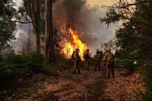 fogos, incêndio, madeira, calheta